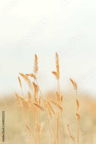 A field of wheat ready for harvest, backlit by the sun