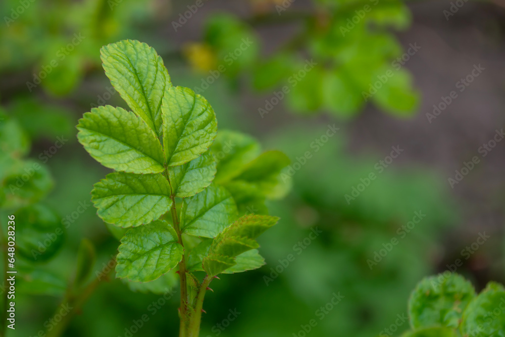 Green leaves of a rose bush on a blurred background of greenery Green leaves of a rose bush on a blurred background of greenery