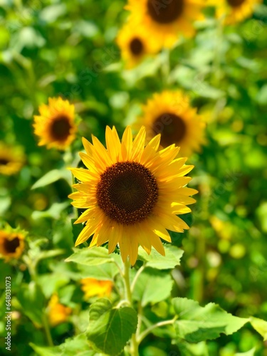 sunflower portrait, ひまわり