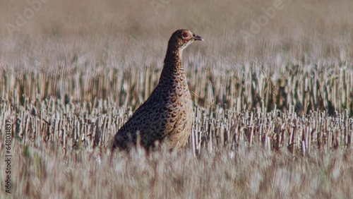 many Young pheasants (Phasianus colchicus) sunbathe and groom their feathers in a harvested stubble field photo