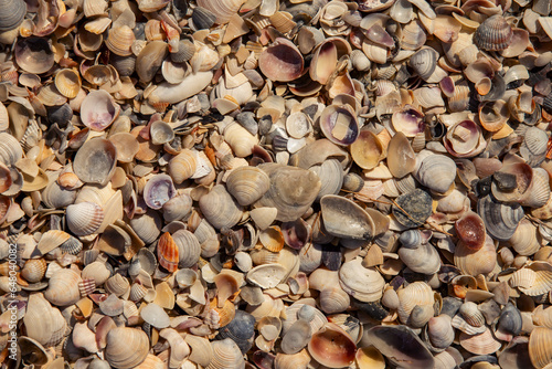 texture of seashells on the seashore top view