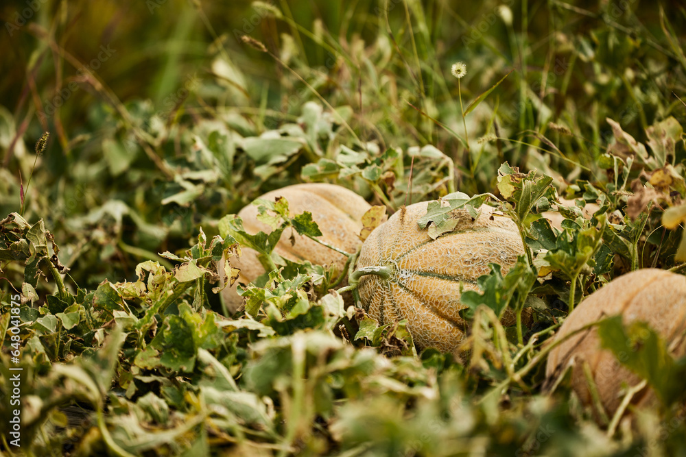Close-up of three melons on the ground, growing. Close-up of three melons on the ground, growing.