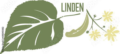 Linden branch medicinal tree in color vector silhouette. Medicinal Tilia cordata tree. Set of Linden flowers and leafs in color image for pharmaceuticals and coocking. Medicinal tree color drawing.