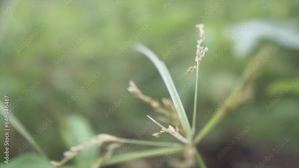 Beautiful green plant straw in indian rainforest macro shot.