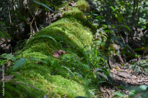 Mystical World of Mosses: Nature's Tiny Green Wonders