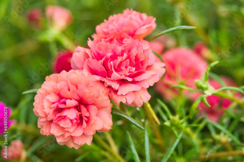 Beautiful portulaca grandiflora flowers blooming in the park.