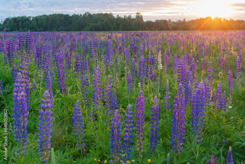 A field of purple lupines at sunset