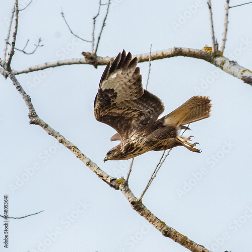 фотографія buzzard flying on a prey
