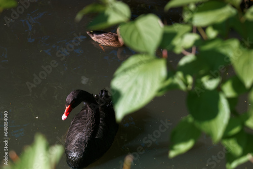 dziób, pióra, fauna, dzika przyroda, ptak, zwierzę, natura, naturalny, dziki, na zewnątrz, #648054040