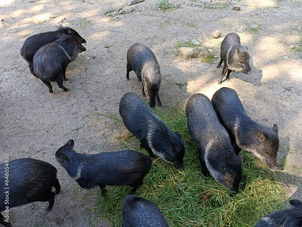 Φωτογραφία świnia, prosiaczek, dzikiej przyrody, zwierzę, fauna, ssak, na wolnym powietrzu,