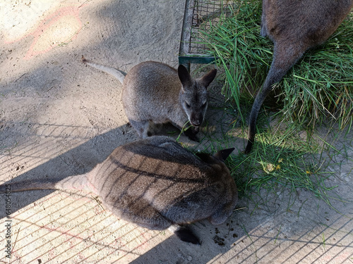 kangur zwierzę ssak fauna dzika przyroda australia #648054825