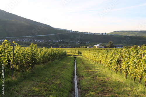 Vineyards in the Mosel Valley close to Brauneberg photo