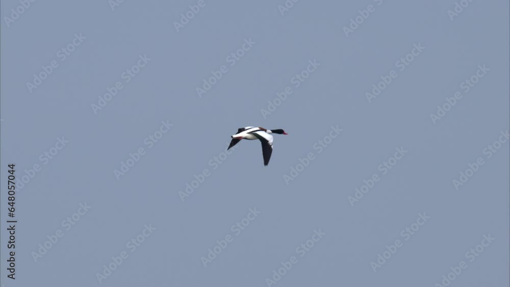 A Common Shelduck flying on a sunny day A Common Shelduck flying on a sunny day