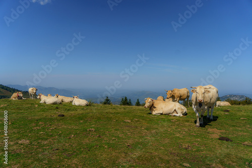 Cows grazing in the mountain meadows in the pyrenees spain