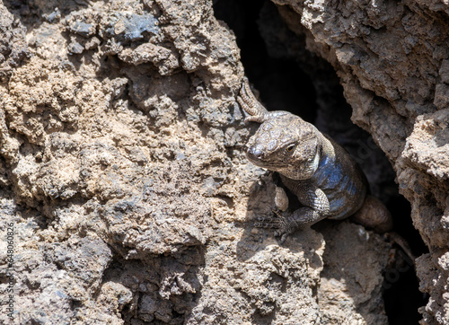 Lizard Tizon