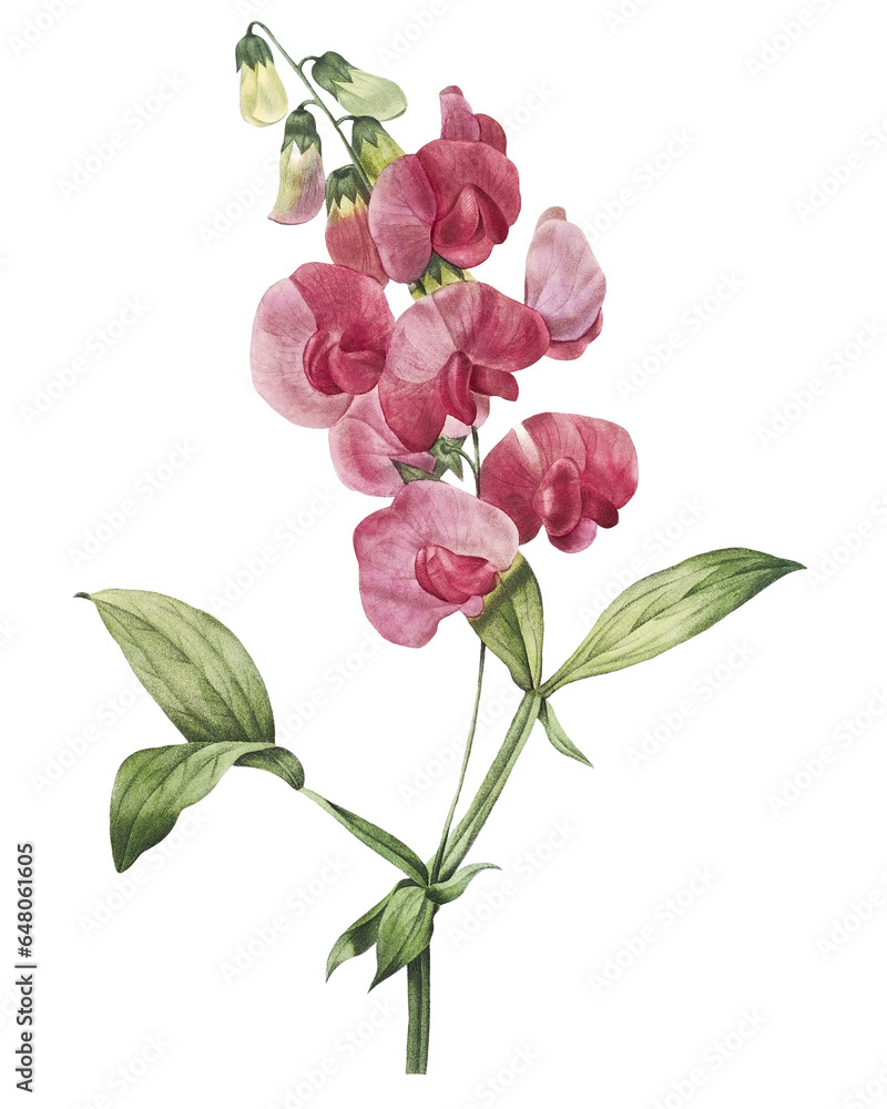 Ταπετσαρία Botanical Vintage Everlasting Pea (Lathyrus Latifolius) Flower on a Transparent