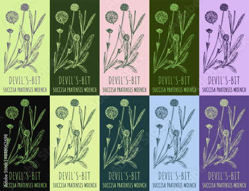 Set of vector drawing of DEVIL'S-BIT in various colors. Hand drawn illustration. Latin name SUCCISA PRATENSIS MOENCH.
