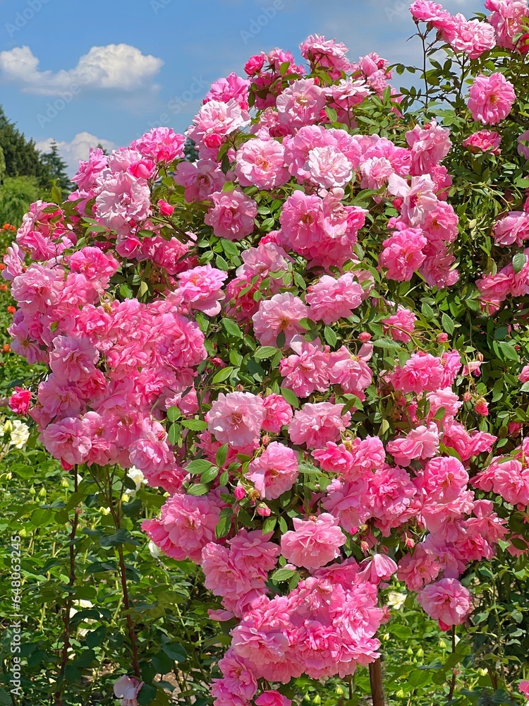 Obraz premium Rose shrub pink flowers in the garden. 