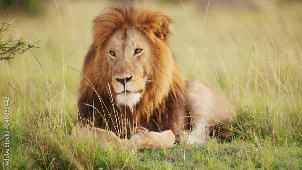 Slow Motion of Male lion, African Wildlife Safari Animal in Maasai Mara National Reserve in Kenya, Africa, Masai Mara, Beautiful Portrait Looking Around Alert in Savanna Landscape Scenery Slow Motion of Male lion, African Wildlife Safari Animal in Maasai Mara National Reserve in Kenya, Africa, Masai Mara, Beautiful Portrait Looking Around Alert in Savanna Landscape Scenery