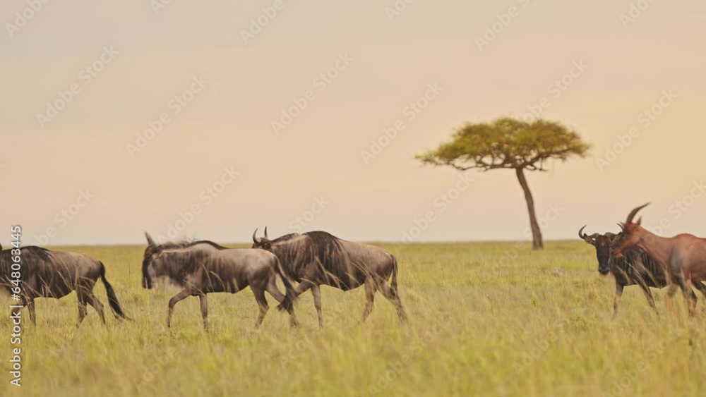 Slow Motion of Wildebeest Herd running in Savanna, Masai Mara African Wildlife Safari Animals in Savannah Landscape Scenery with Acacia Tree in Kenya, Africa in Maasai Mara Great Migration Slow Motion of Wildebeest Herd running in Savanna, Masai Mara African Wildlife Safari Animals in Savannah Landscape Scenery with Acacia Tree in Kenya, Africa in Maasai Mara Great Migration
