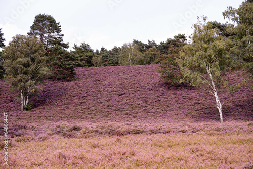 Während der Heideblüte im August mit dem Mountainbike durch das Naturschutzgebiet Fischbeker Heide bei Hamburg photo