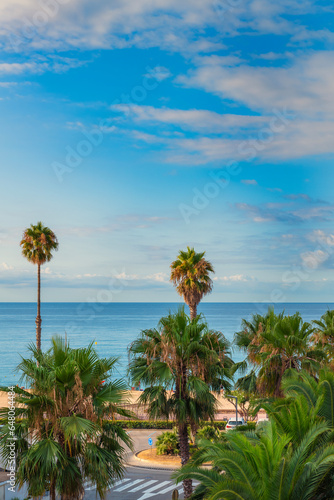 Palm trees on the background of the summer beach