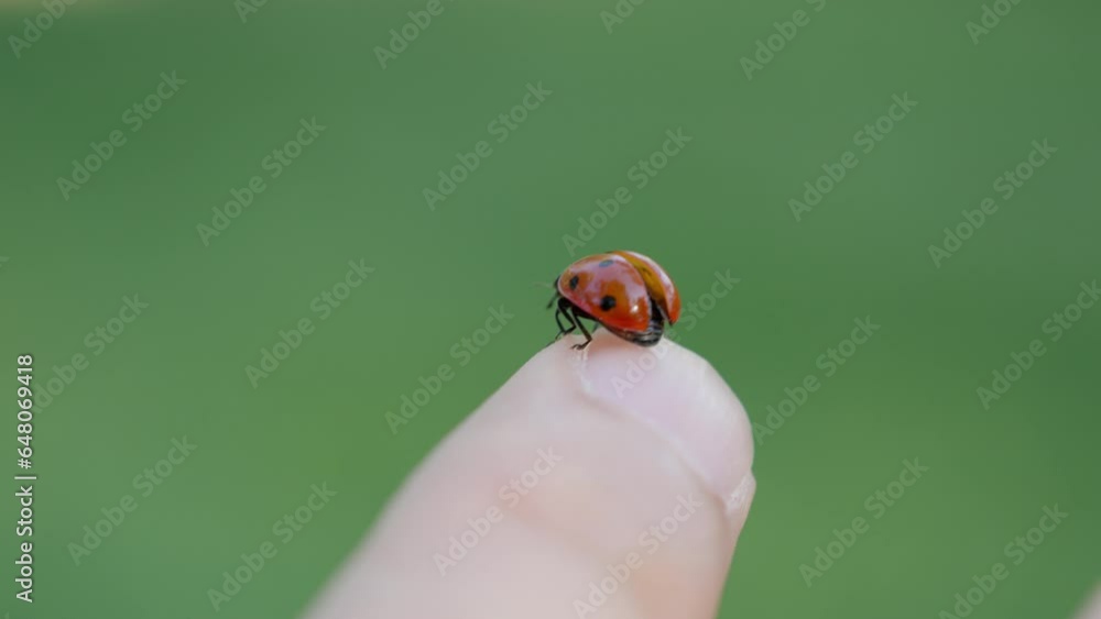 ladybug flying on fingertip ladybug flying on fingertip