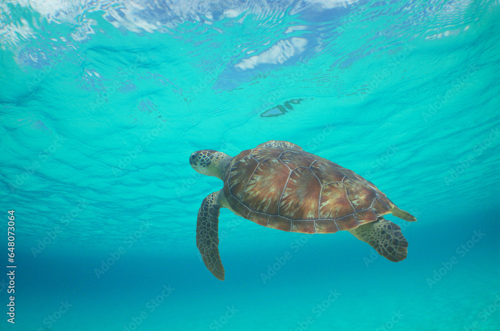 Obraz premium Green sea turtle swimming in the crystal clear waters of the Caribbean Sea