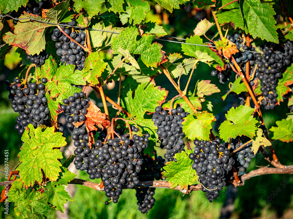 Reife Weintrauben am Rebstock Anfang Herbst