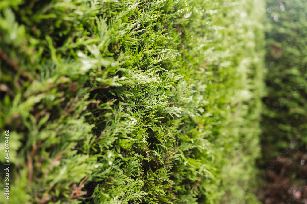 Fototapeta premium close up green grass