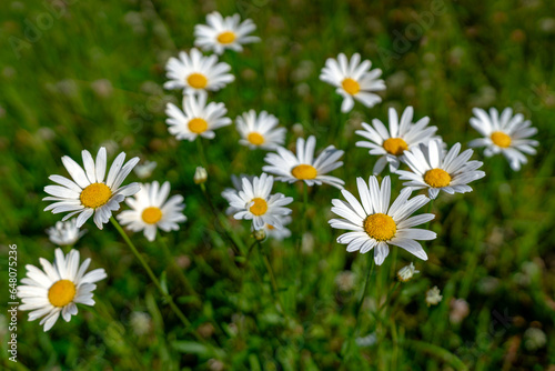 Group of Marguerite flowers in sunlight