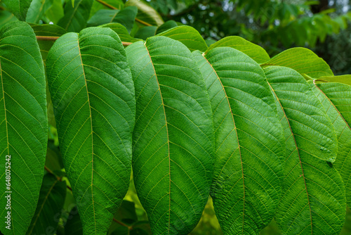 Giant green leaves growing on a branch