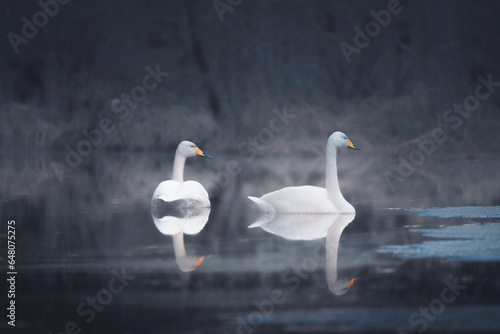 Pair of whooper swans swimming in a lake