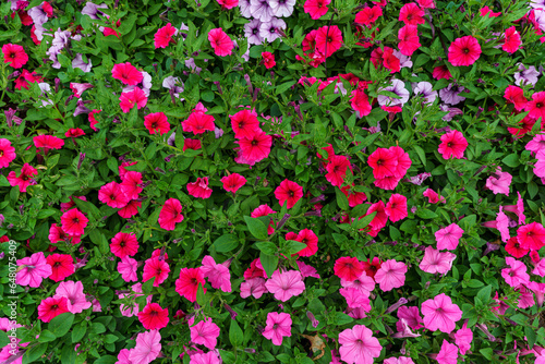 Large cluster of pink petunia flowers