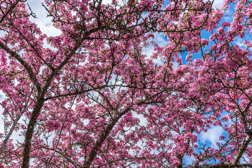 Apple tree branches in full bloom with vibrant pink colored flowers
