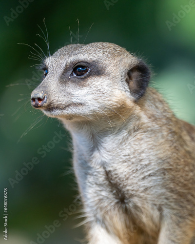 Erdmännchen