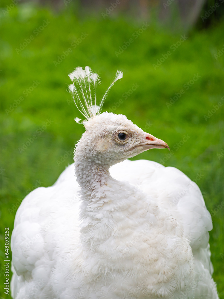 White peacock White peacock