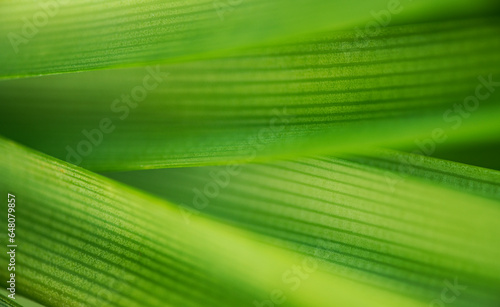 Nature of green leaf in garden at summer. Natural green leaves plants using as spring background cover page environment ecology or greenery wallpaper.