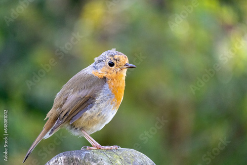 robin perched on a branch © Robert