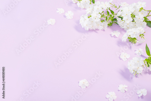 white phloxes  on color paper background