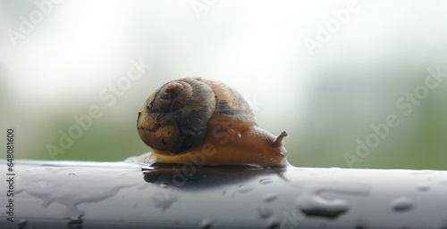 snail on a green leaf