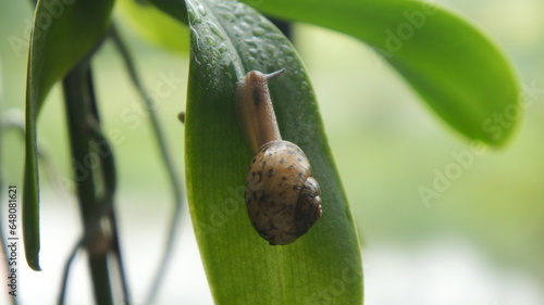 snail on a green leaf