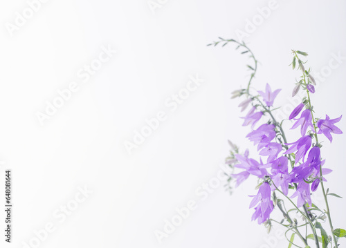 purple bluebell flowers  on white background photo