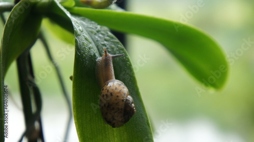 snail on a green leaf