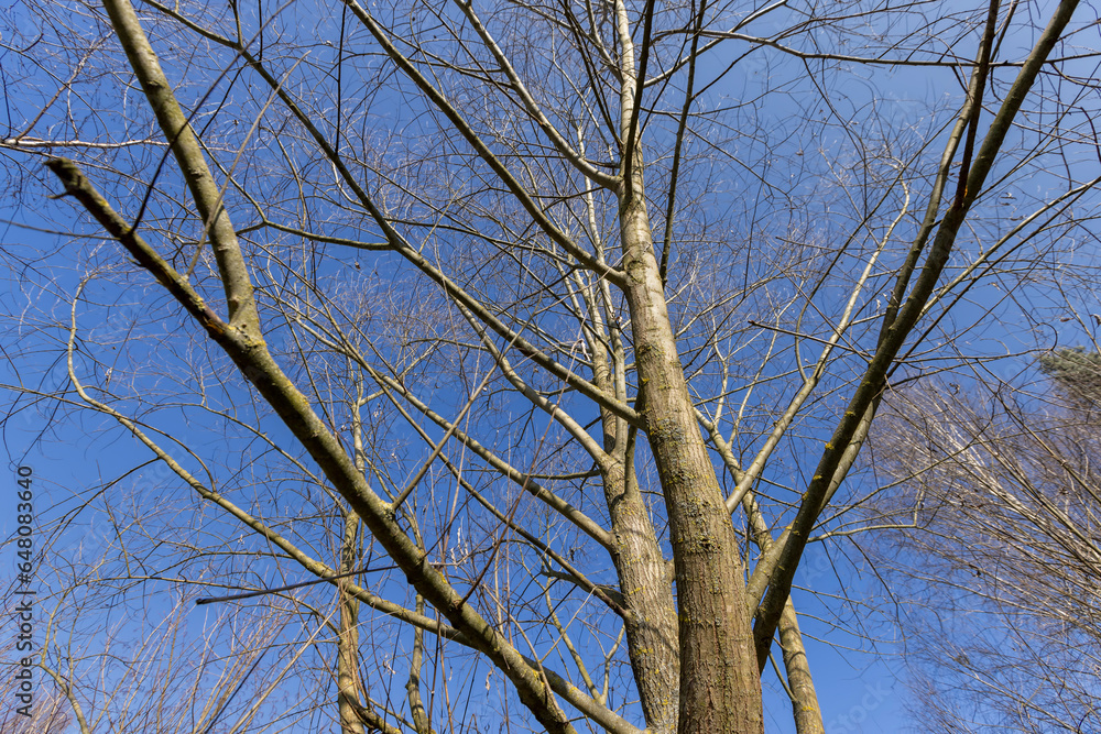 leafless trees in the spring season