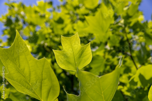 tulip tree with green foliage in windy weather