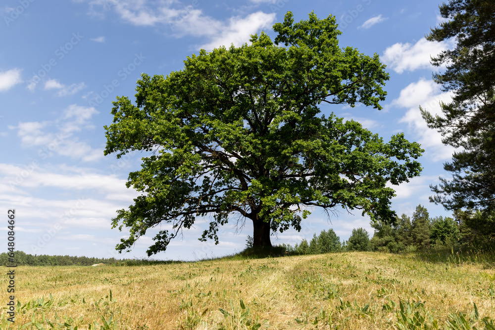 old tall oak with green foliage during drought old tall oak with green foliage during drought