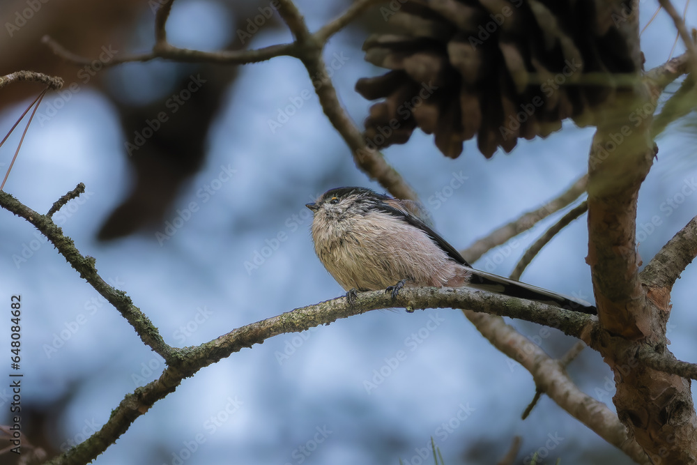 Long-tailed Tit perched on a tree branch Long-tailed Tit perched on a tree branch