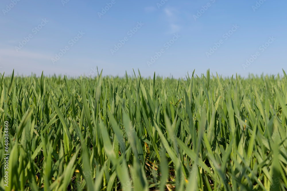 a new wheat crop in the spring season, new sprouts a new wheat crop in the spring season, new sprouts