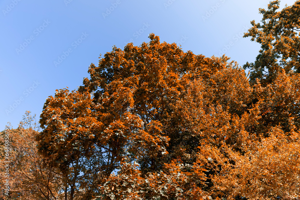 maple trees in the autumn season in sunny weather